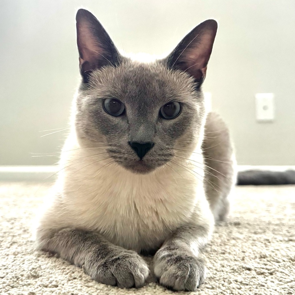 Meet your Posher, Diana